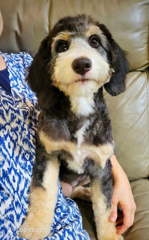 TRISHA – Aussiedoodle, Bernedoodle puppy for sale in Murray, KY