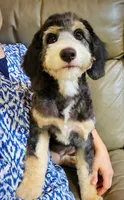 TRISHA, a female Aussiedoodle and Bernedoodle for sale in Murray, KY – 1 of 4