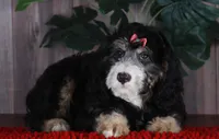 TRISHA, a female Aussiedoodle and Bernedoodle for sale in Murray, KY – 3 of 5
