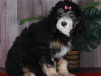 TRISHA, a female Aussiedoodle and Bernedoodle for sale in Murray, KY – 2 of 5