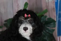 TRISHA, a female Aussiedoodle and Bernedoodle for sale in Murray, KY – 5 of 5