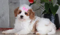 FAVOR, a female Golden Mountain Doodle for sale in Murray, KY – 2 of 7