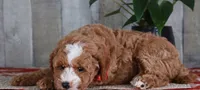 HONOR, a male Golden Mountain Doodle for sale in Murray, KY – 3 of 8