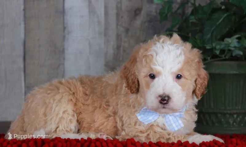 CHASE – Bernedoodle, Miniature Aussiedoodle puppy for sale in Murray, KY