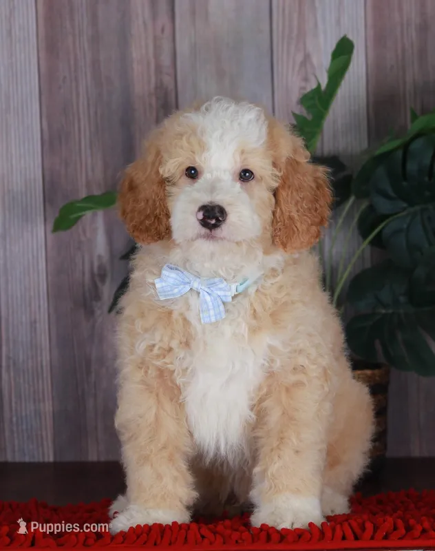 CHASE – Bernedoodle, Miniature Aussiedoodle puppy for sale in Murray, KY