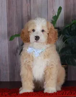 CHASE, a male Bernedoodle and Miniature Aussiedoodle for sale in Murray, KY – 1 of 4