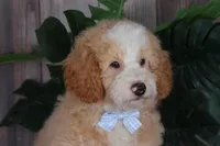 CHASE, a male Bernedoodle and Miniature Aussiedoodle for sale in Murray, KY – 4 of 4