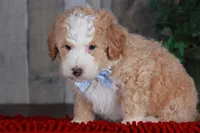 CHASE, a male Bernedoodle and Miniature Aussiedoodle for sale in Murray, KY – Photo 5 of 6