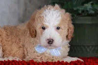CHASE, a male Bernedoodle and Miniature Aussiedoodle for sale in Murray, KY – Photo 3 of 6