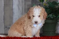 CHASE, a male Bernedoodle and Miniature Aussiedoodle for sale in Murray, KY – Photo 4 of 6