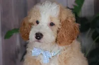 CHASE, a male Bernedoodle and Miniature Aussiedoodle for sale in Murray, KY – 3 of 4