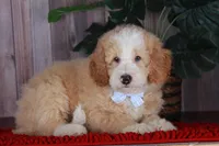 CHASE, a male Bernedoodle and Miniature Aussiedoodle for sale in Murray, KY – 2 of 4