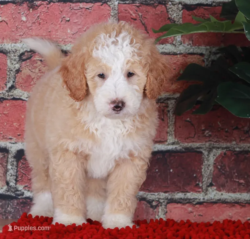 CHASE – Bernedoodle, Miniature Aussiedoodle puppy for sale in Murray, KY