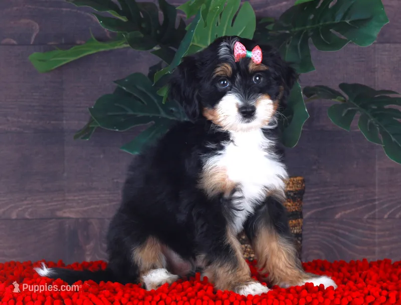 BITTY – Miniature Bernedoodle, Miniature Aussiedoodle puppy for sale in Murray, KY