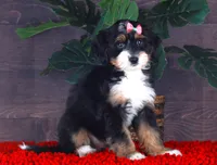 BITTY, a female Miniature Bernedoodle and Miniature Aussiedoodle for sale in Murray, KY – 1 of 4
