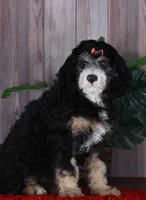TRISHA, a female Aussiedoodle and Bernedoodle for sale in Murray, KY – 4 of 5