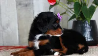 HOPE, a female Miniature Bernedoodle and Miniature Goldendoodle for sale in Murray, KY – 7 of 8
