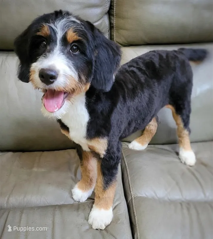 TRACEY – Aussiedoodle, Bernedoodle puppy for sale in Murray, KY