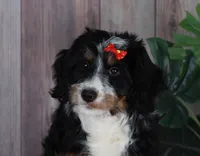TRACEY, a female Aussiedoodle and Bernedoodle for sale in Murray, KY – 7 of 9