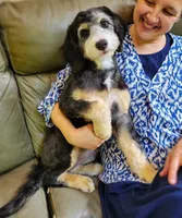 TRISHA, a female Aussiedoodle and Bernedoodle for sale in Murray, KY – 2 of 4