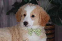 CHAD, a male Bernedoodle and Miniature Aussiedoodle for sale in Murray, KY – 3 of 4