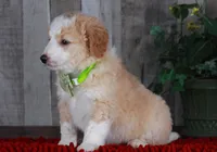 CHAD, a male Bernedoodle and Miniature Aussiedoodle for sale in Murray, KY – Photo 5 of 6