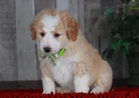 CHAD, a male Bernedoodle and Miniature Aussiedoodle for sale in Murray, KY – Photo 4 of 6