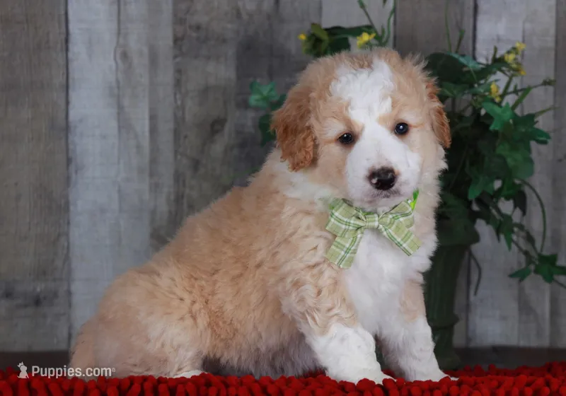 CHAD – Bernedoodle, Miniature Aussiedoodle puppy for sale in Murray, KY