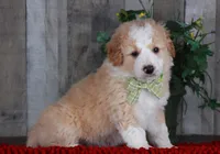 CHAD, a male Bernedoodle and Miniature Aussiedoodle for sale in Murray, KY – Photo 1 of 6