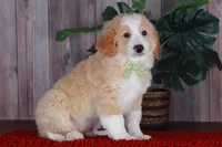 CHAD, a male Bernedoodle and Miniature Aussiedoodle for sale in Murray, KY – 4 of 4