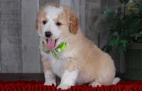 CHAD, a male Bernedoodle and Miniature Aussiedoodle for sale in Murray, KY – Photo 3 of 6