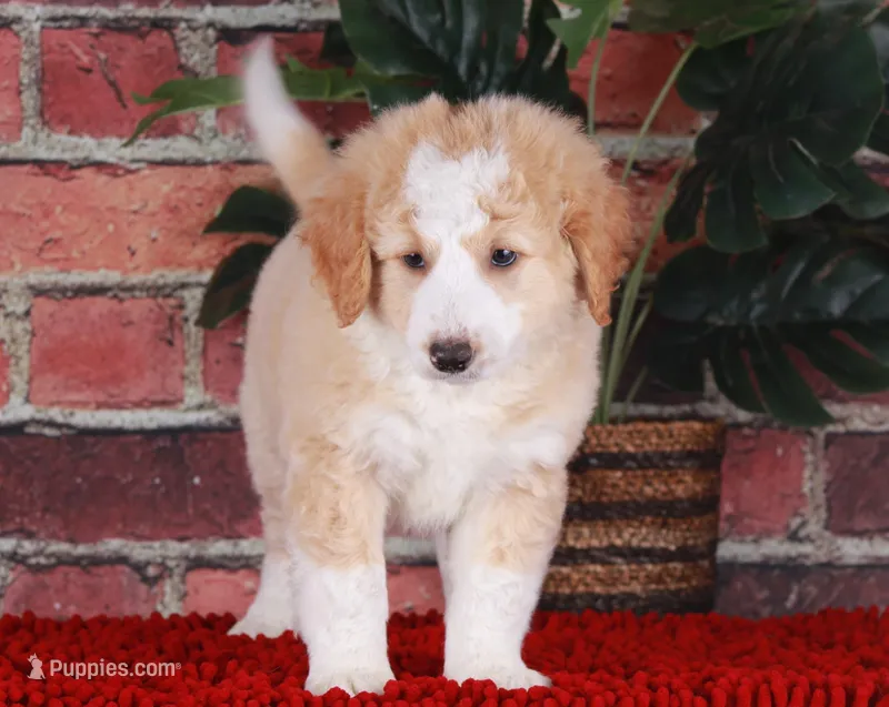 CHAD – Bernedoodle, Miniature Aussiedoodle puppy for sale in Murray, KY