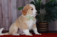 CHAD, a male Bernedoodle and Miniature Aussiedoodle for sale in Murray, KY – 2 of 4