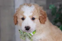CHAD, a male Bernedoodle and Miniature Aussiedoodle for sale in Murray, KY – Photo 6 of 6