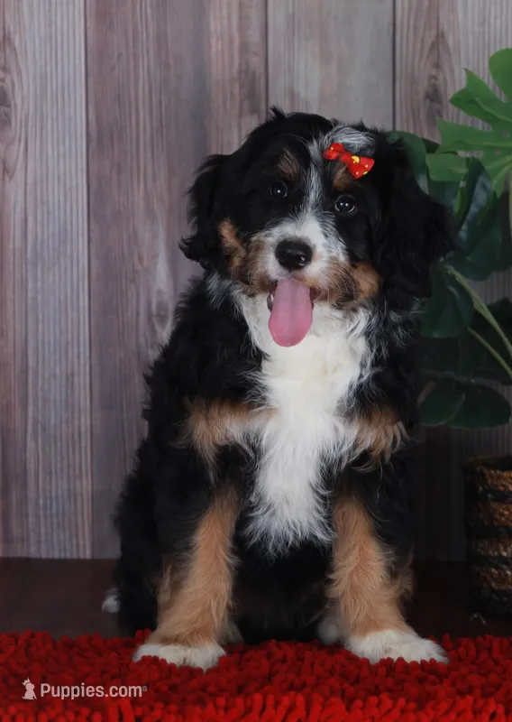 TRACEY – Aussiedoodle, Bernedoodle puppy for sale in Murray, KY