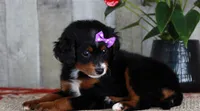 HOPE, a female Miniature Bernedoodle and Miniature Goldendoodle for sale in Murray, KY – 5 of 8