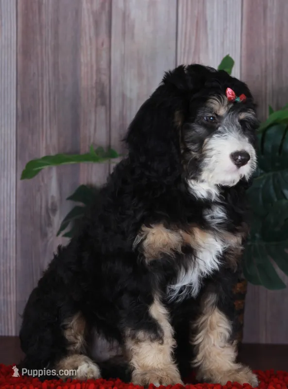 TRISHA – Aussiedoodle, Bernedoodle puppy for sale in Murray, KY