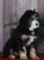 TRISHA, a female Aussiedoodle and Bernedoodle for sale in Murray, KY – 1 of 5