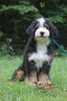 BUSTER, a male Bernedoodle for sale in Murray, KY – Photo 2 of 4
