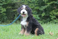 BUSTER, a male Bernedoodle for sale in Murray, KY – Photo 3 of 4