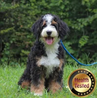BUSTER, a male Bernedoodle for sale in Murray, KY – Photo 1 of 4