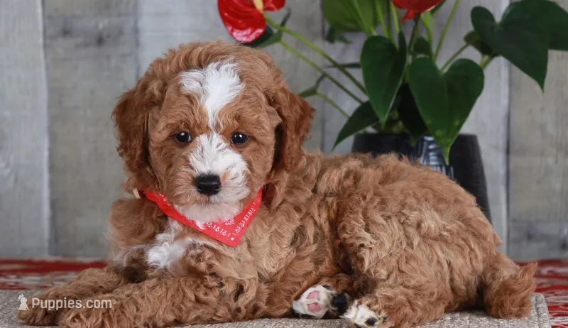 HONOR – Golden Mountain Doodle puppy for sale in Murray, KY