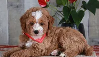 HONOR, a male Golden Mountain Doodle for sale in Murray, KY – 1 of 8