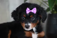 HOPE, a female Miniature Bernedoodle and Miniature Goldendoodle for sale in Murray, KY – 8 of 8