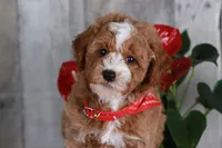 HONOR, a male Golden Mountain Doodle for sale in Murray, KY – 8 of 8