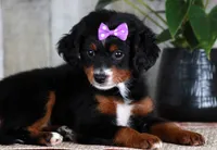 HOPE, a female Miniature Bernedoodle and Miniature Goldendoodle for sale in Murray, KY – 2 of 8
