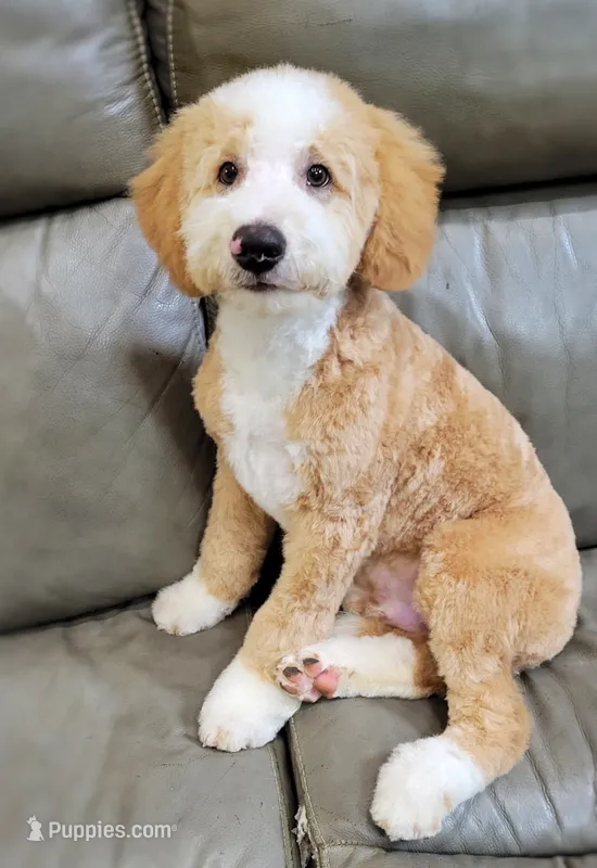 CHASE – Bernedoodle, Miniature Aussiedoodle puppy for sale in Murray, KY