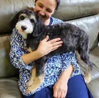 TRISHA, a female Aussiedoodle and Bernedoodle for sale in Murray, KY – 3 of 4