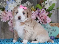 GRACE, a female Golden Mountain Doodle for sale in Murray, KY – Photo 2 of 5