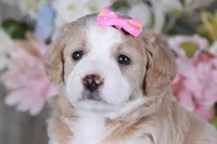 GRACE, a female Golden Mountain Doodle for sale in Murray, KY – Photo 4 of 5